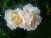 roses au jardin
