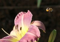 départ de pollen