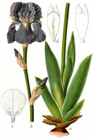 Iris palidia