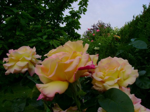 bouquet de roses dans mon jardin