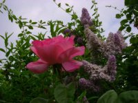 rose et lilas dans mon jardin,saison paiculière 08
