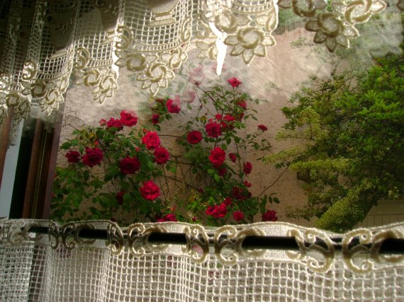 Les roses à la fenêtre zabh jardin 08
