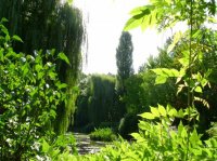Dans le jardin de Claude Monet,photo de Zabh,