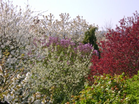 Les arbres dans mon jardin au printemps photo de zabh 08