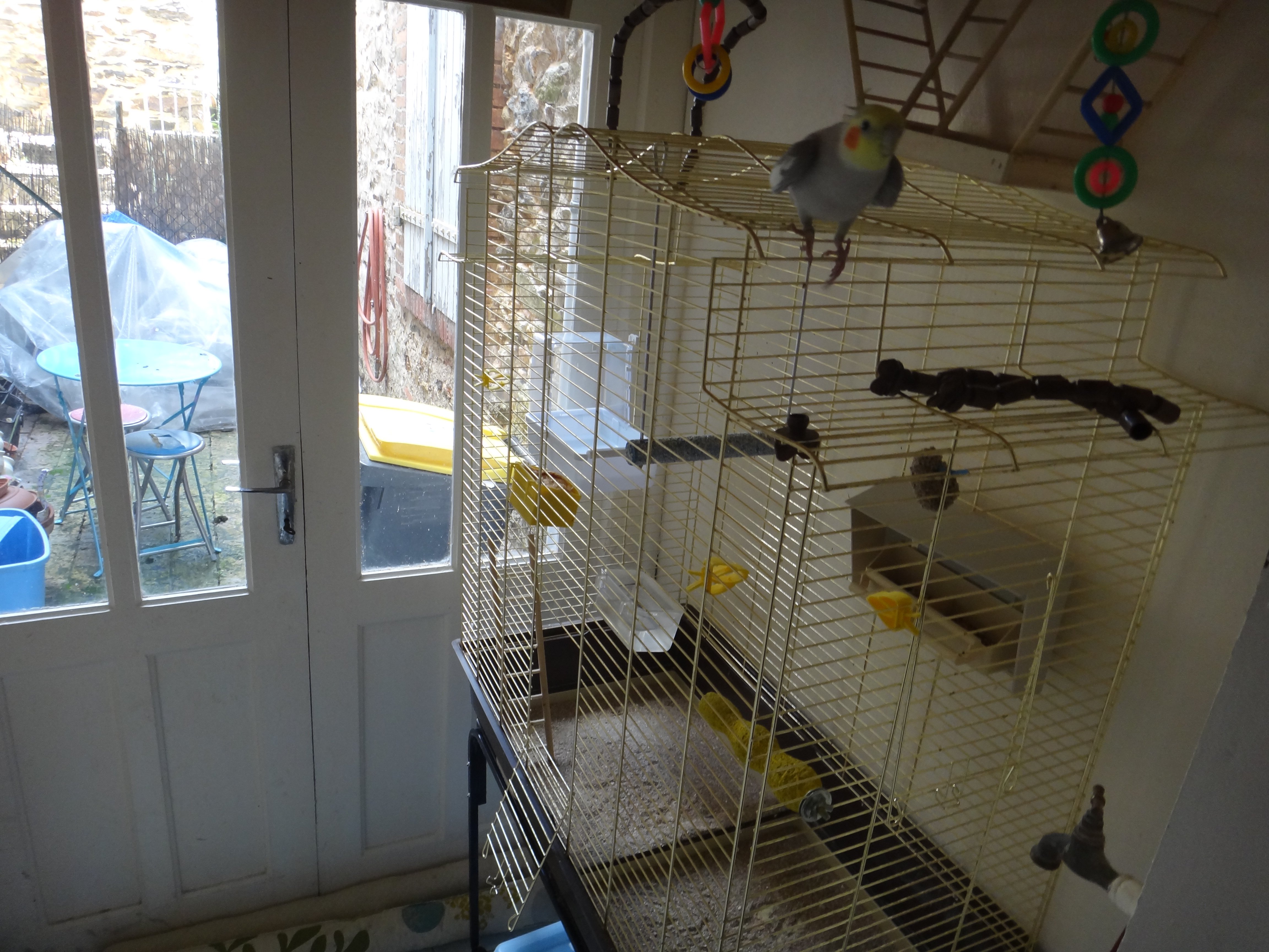 Comment éviter Les Projections Hors De La Cage Oiseaux