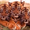 animaux-bebe-tigre