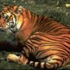 image-tigre