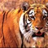 image-tigre3