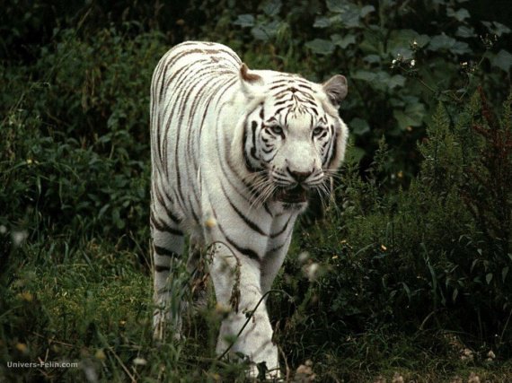 real_tigre_blanc_marchant