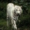 real_tigre_blanc_marchant