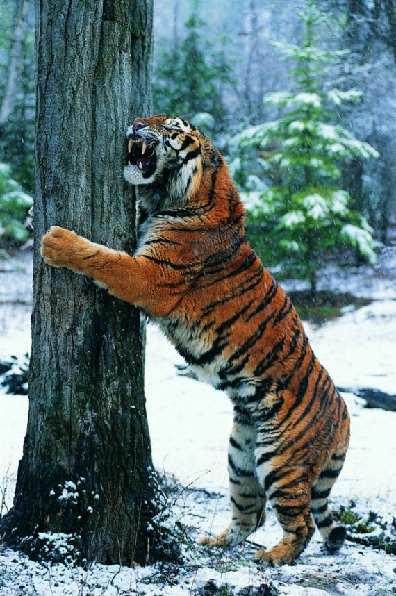 tiger-tiger