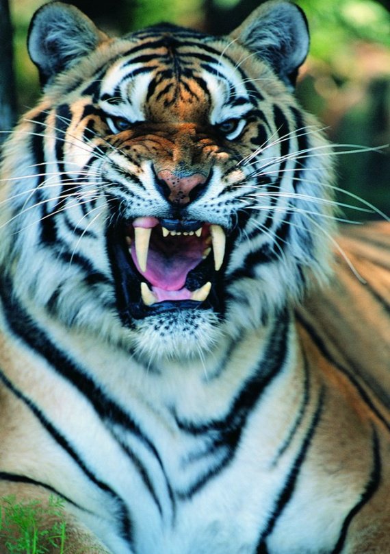 tiger-tiger-2