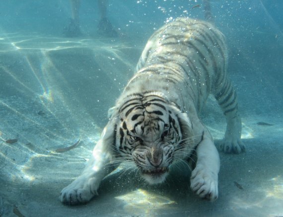 water-tiger
