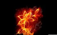 fire_flowers-wallpaper-1440x900