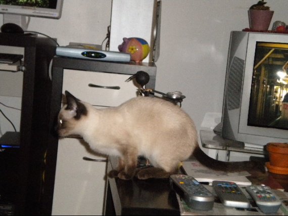 Recheche Du Monde Qui Ont Un Croise Siamois Recheche Du Monde Qui Ont Un Croise Siamois