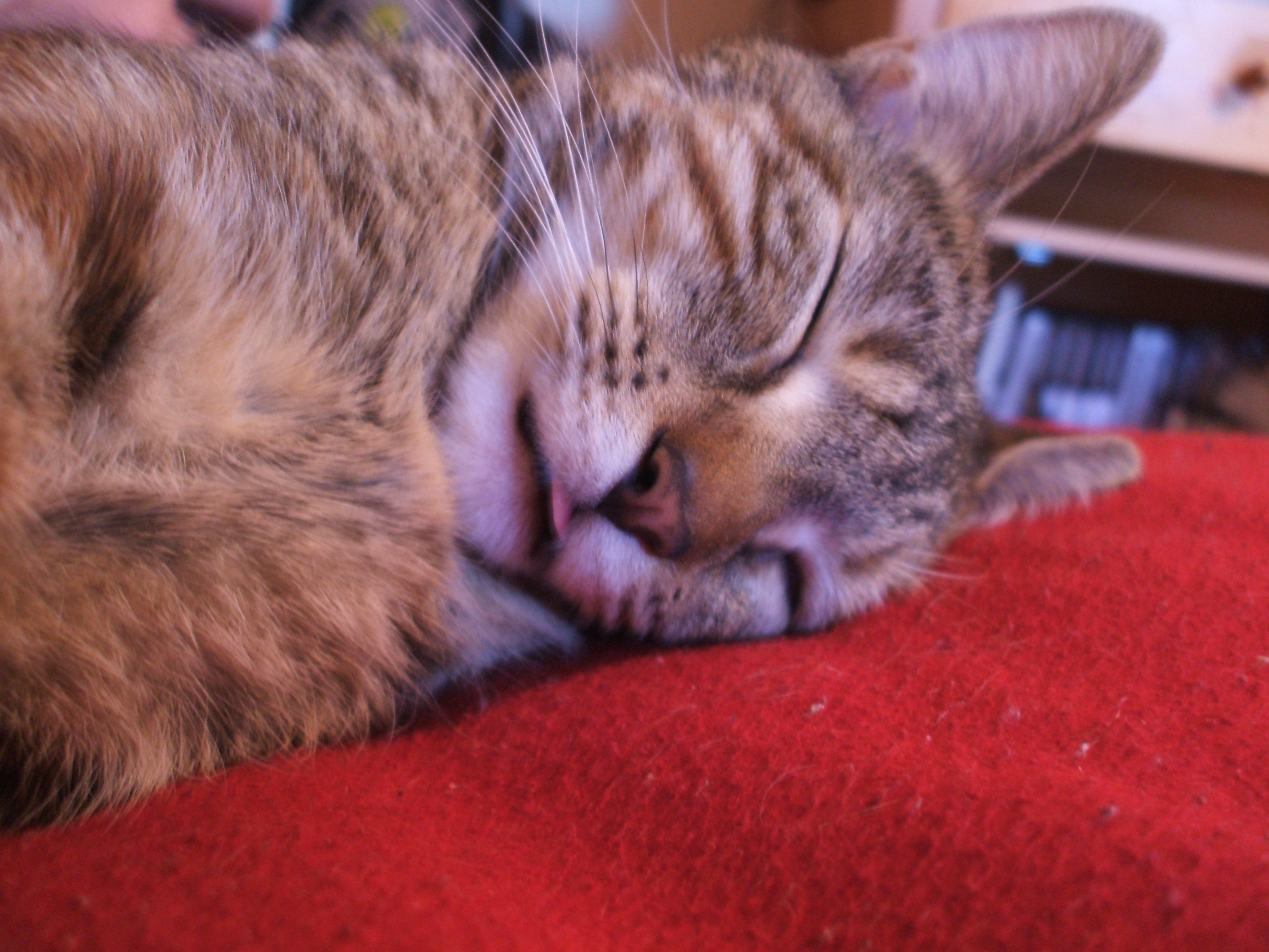 Ma Chatte Tire La Langue Comme Si Elle Avait Soif Chats Forum Animaux Doctissimo Ma Chatte Tire La Langue Comme Si Elle Avait Soif Chats Forum Animaux Doctissimo