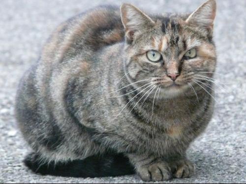 Suite Enucleation Chat Page 2 Chats Forum Animaux Doctissimo Suite Enucleation Chat Page 2 Chats Forum Animaux Doctissimo