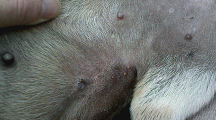 Bouton Chiens Forum Animaux