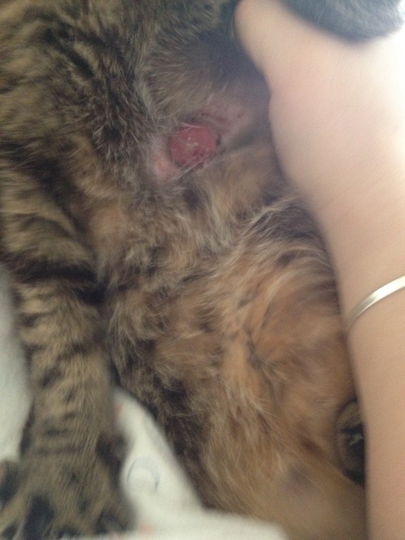 Tumeur Chez Une Chatte Sterilisee