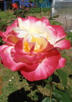 une rose de mon jardin