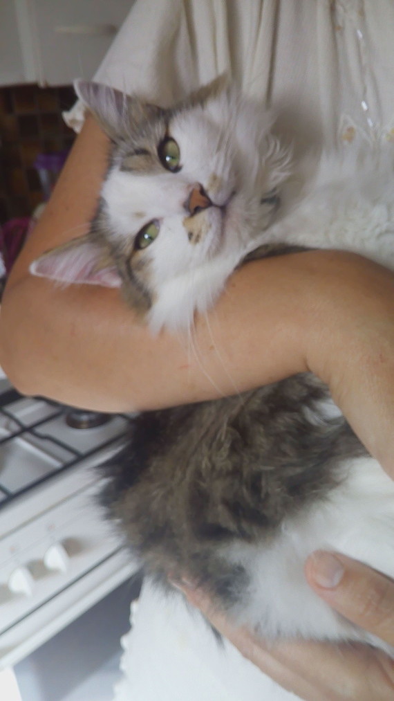 J Ai Un Chat Qui Ne Grogne Jamais Et Vous