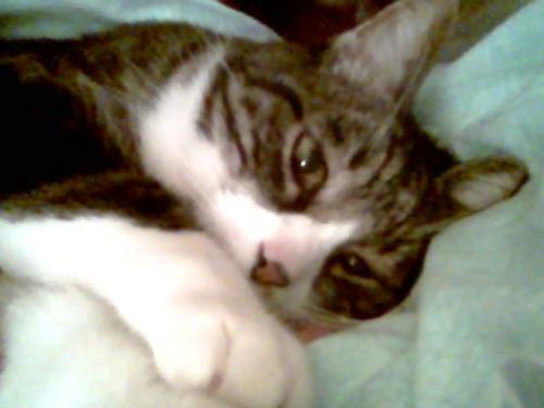 Perte De Poils Au Niveau Du Train Arriere Chats Forum Animaux Doctissimo Perte De Poils Au Niveau Du Train Arriere Chats Forum Animaux Doctissimo