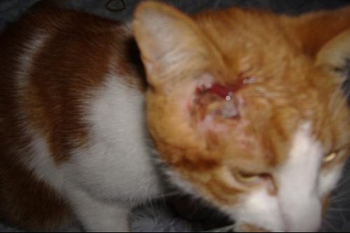 Bosse Rouge A Cote De L Oreille De Mon Chat Medecine Veterinaire Forum Animaux Doctissimo Bosse Rouge A Cote De L Oreille De Mon Chat Medecine Veterinaire Forum Animaux Doctissimo