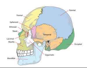 Explications Os Occipital Arriere Crane Forum Libre Sante Forum Sante Doctissimo Explications Os Occipital Arriere Crane Forum Libre Sante Forum Sante Doctissimo