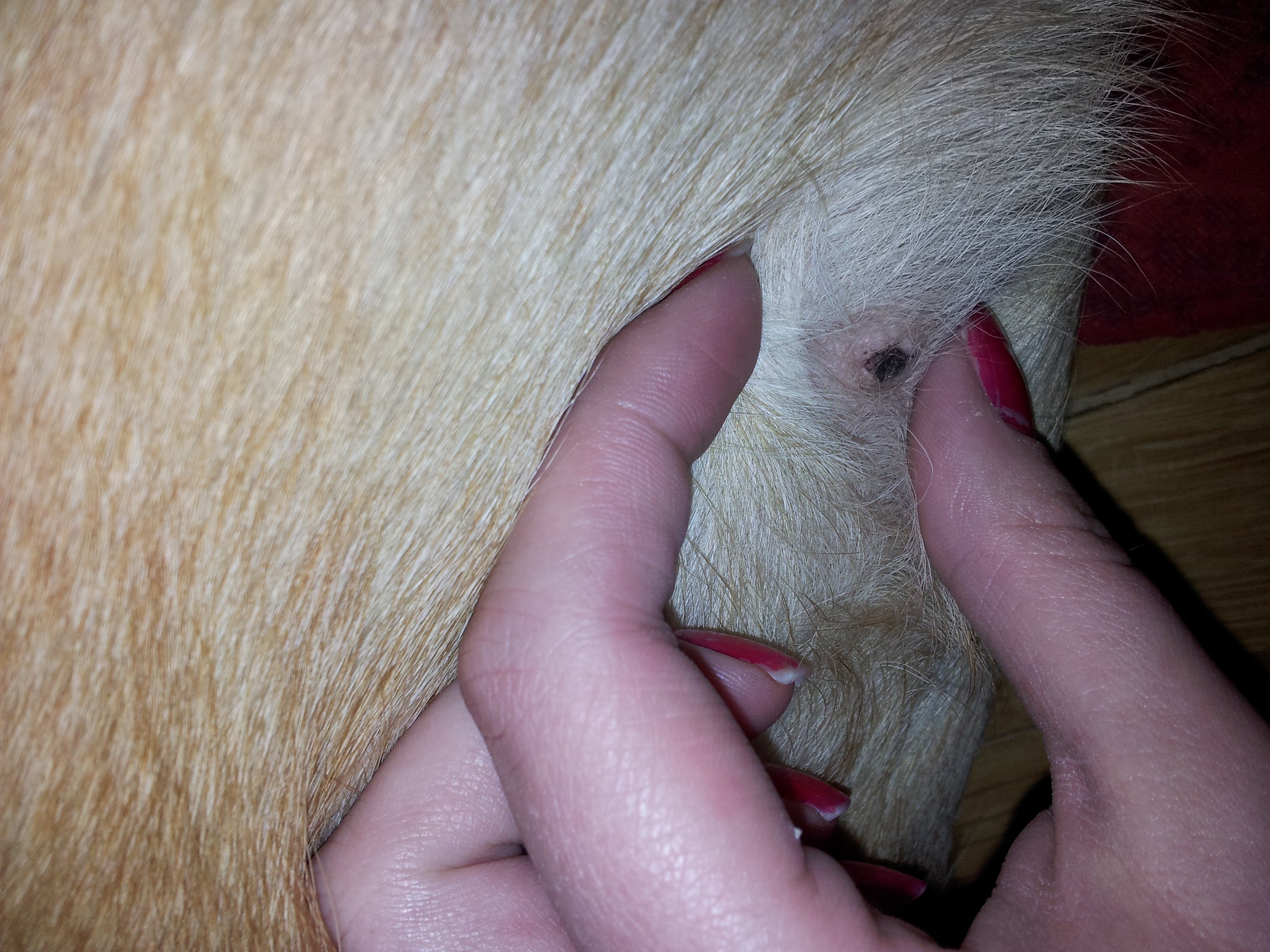 Ma Chienne 5 Ans A Une Croute Noir Au Niveau De La Mamelle Chiens Forum Animaux Doctissimo Ma Chienne 5 Ans A Une Croute Noir Au Niveau De La Mamelle Chiens Forum Animaux Doctissimo