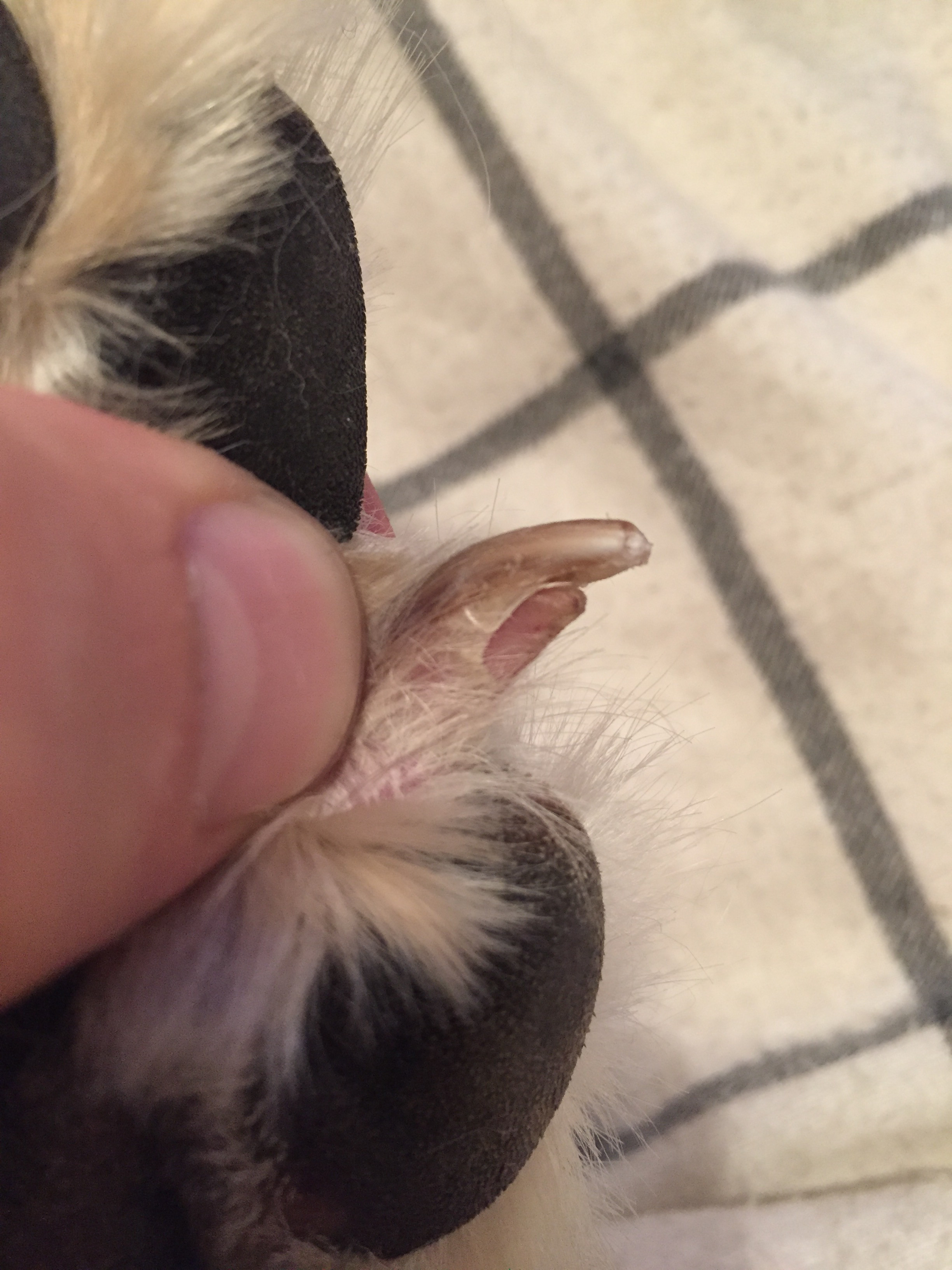 Griffe Qui Se Dedouble La Sante De Votre Chien Chiens Forum Animaux Doctissimo Griffe Qui Se Dedouble La Sante De Votre Chien Chiens Forum Animaux Doctissimo