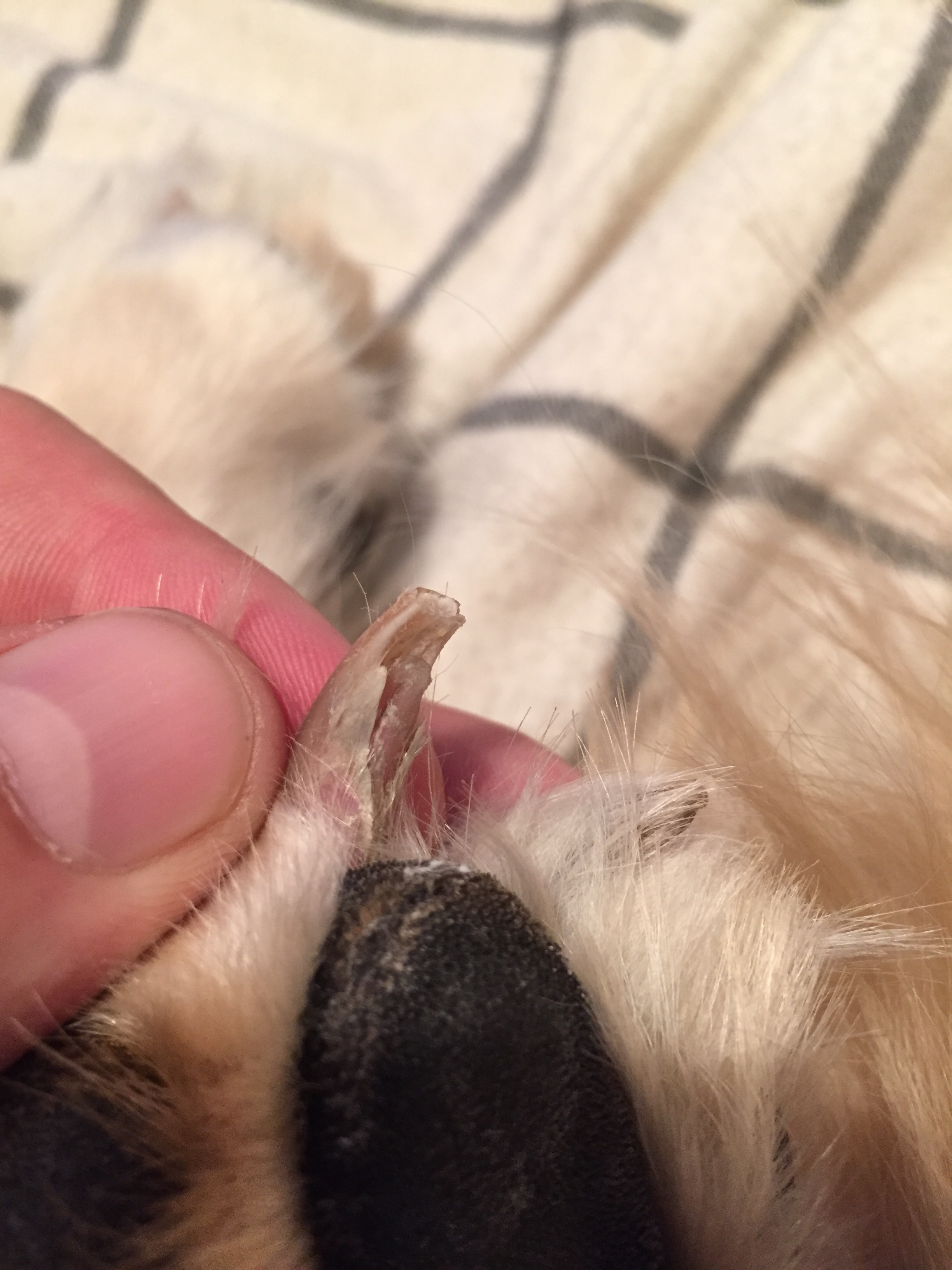 Griffe Qui Se Dédouble La Santé De Votre Chien Chiens