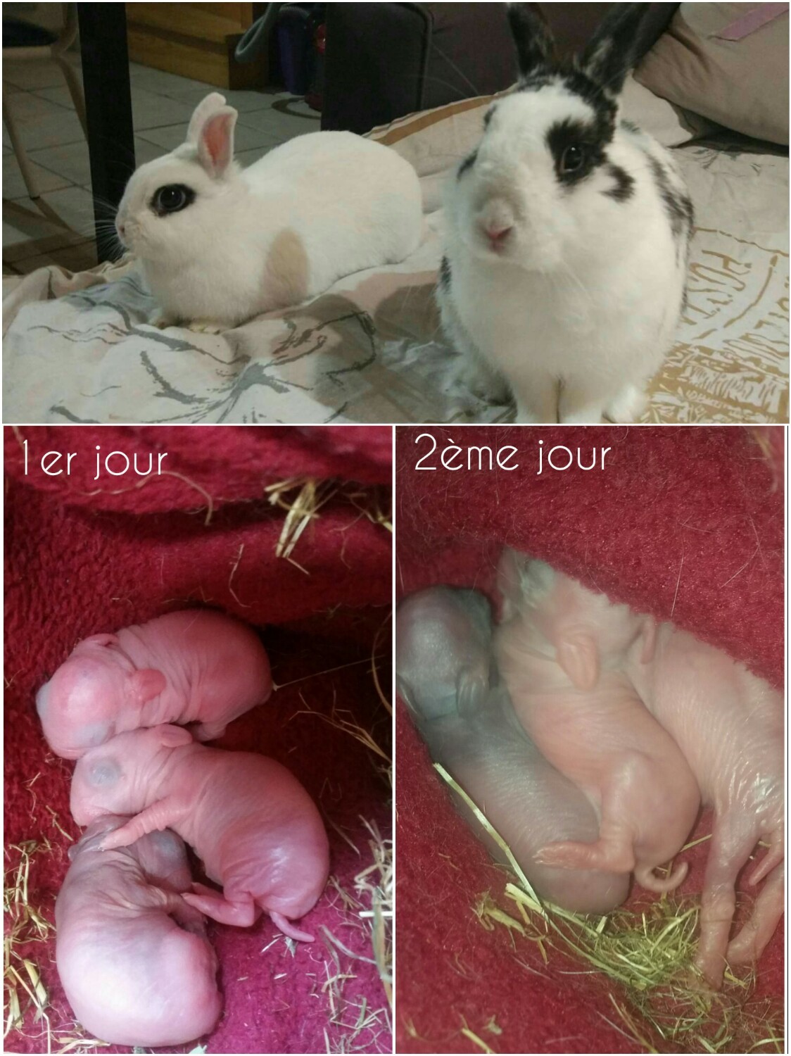 Naissance De Bebes Lapereaux Hamsters Cochons D Inde Lapins Forum Animaux Doctissimo