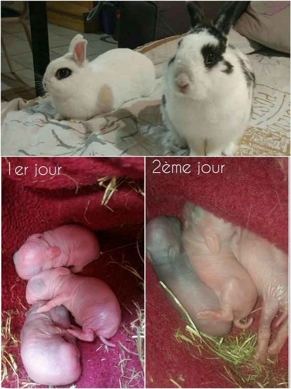 Naissance De Bebes Lapereaux