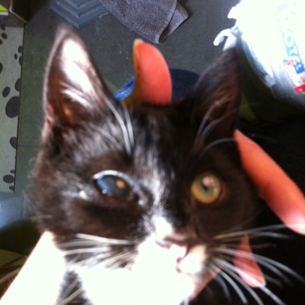 Urgent œil Blesse Chats Forum Animaux Doctissimo