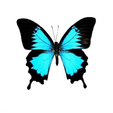 Tatouage bleu papillon