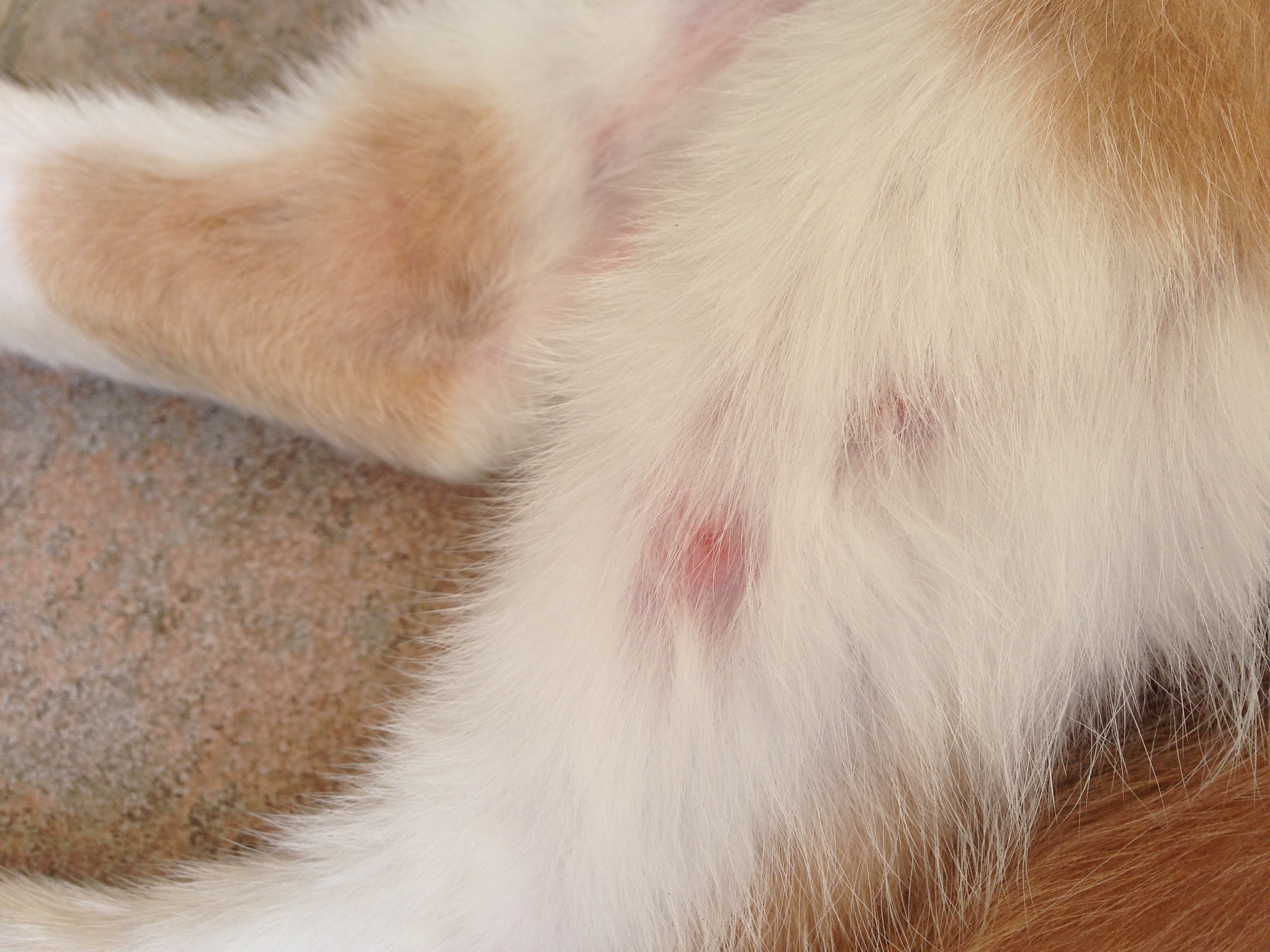 Poil Et Peau De Mon Chat Chats Forum Animaux Doctissimo Poil Et Peau De Mon Chat Chats Forum Animaux Doctissimo