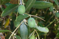 Rameau d'olives