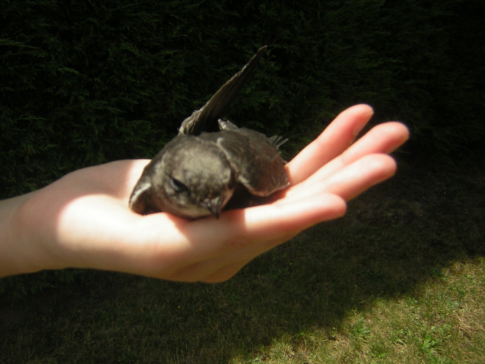 Urgent Bebe Rapace Trouve Forum Libre Animaux Forum Animaux Doctissimo Urgent Bebe Rapace Trouve Forum Libre Animaux Forum Animaux Doctissimo