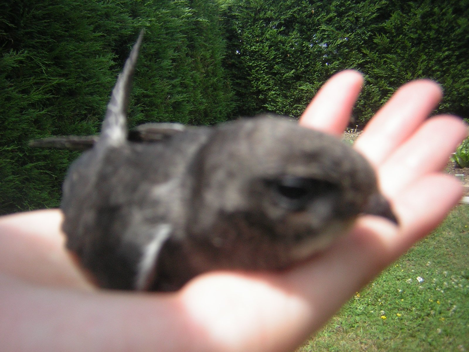 Urgent Bebe Rapace Trouve Forum Libre Animaux Forum Animaux Doctissimo