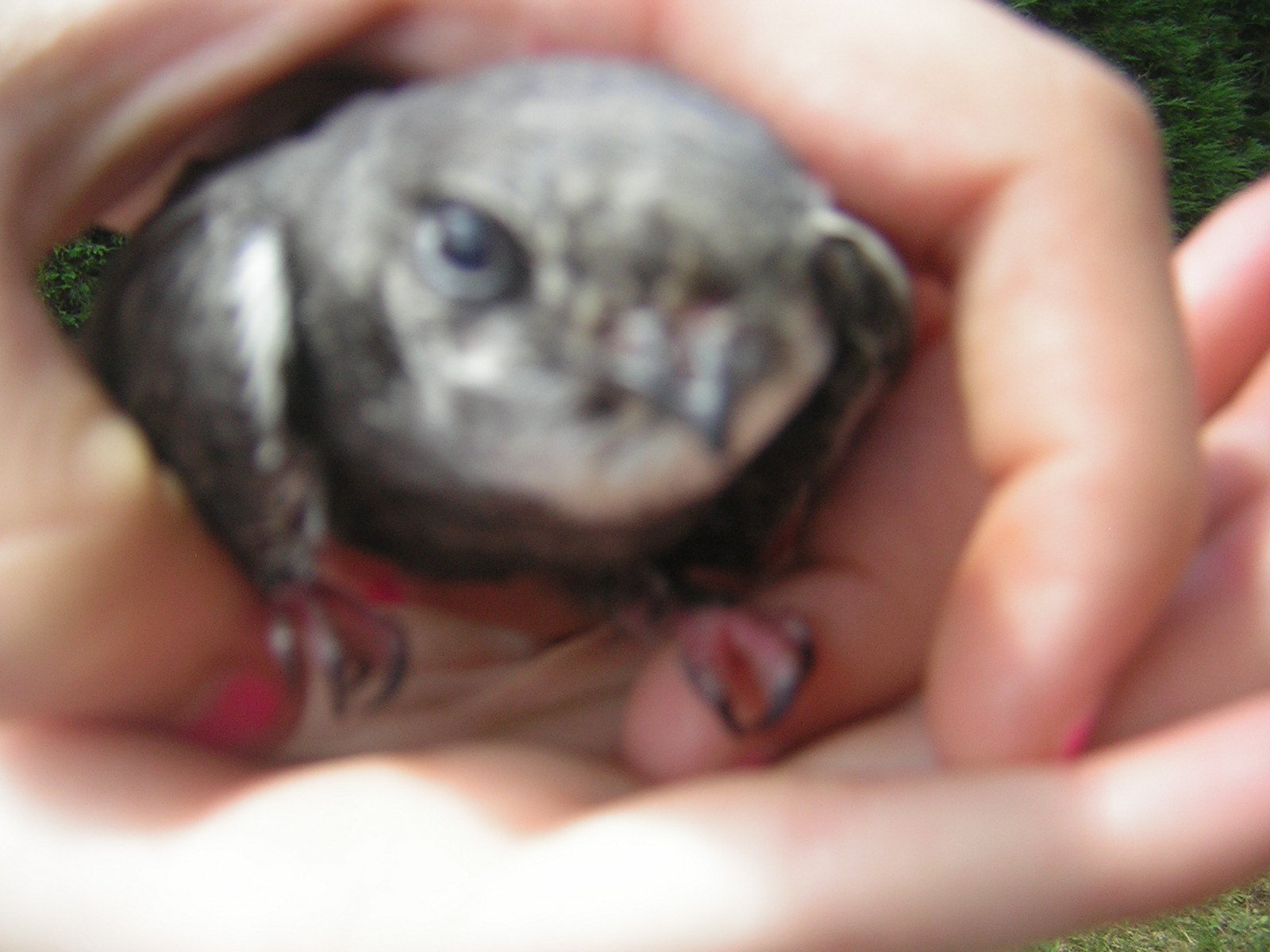 Urgent Bebe Rapace Trouve Forum Libre Animaux Forum Animaux Doctissimo