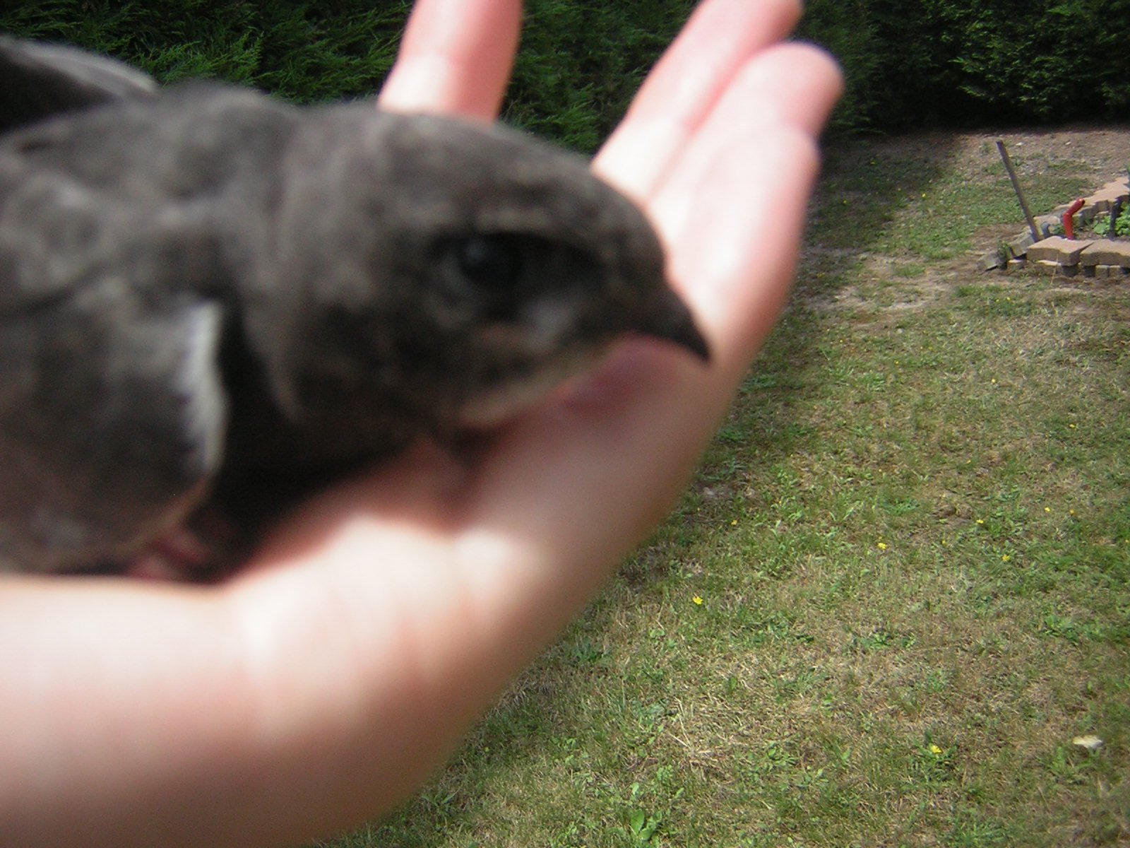 Urgent Bebe Rapace Trouve Forum Libre Animaux Forum Animaux Doctissimo
