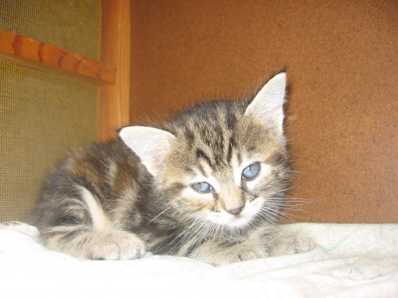 Chatons, Morbihan (56)