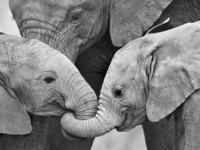 african-elephant-calves-loxodonta-africana-holding-trunks-tanzania