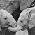 african-elephant-calves-loxodonta-africana-holding-trunks-tanzania