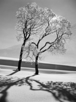 alfred-eisenstaedt-trees-in-the-snow