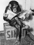 bettmann-chimpanze-lisant-le-journal