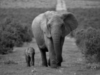 ann-steve-toon-mother-and-calf-african-elephant-loxodonta-africana-addo-national-park-south-africa-a