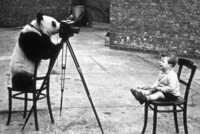 bert-hardy-panda-photographe