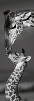 danita-delimont-masai-mara-giraffes
