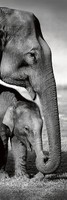 danita-delimont-elephants-indiens